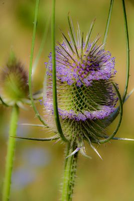 07 18 Teasel 7575