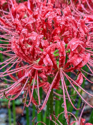 2024 09 17 Red spider lily i0671