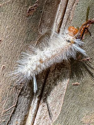 09 16 Sycamore tussock moth caterpillar i0669