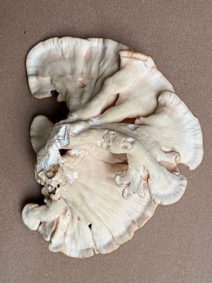 08 12 White-pored sulfur shelf fungus (Underside) i9635