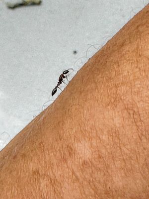 2024 09 30 Unidentified ant i1149
