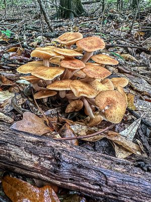 09 18 Honey mushrooms i0709