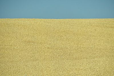 07 18 Grain and sky 7753