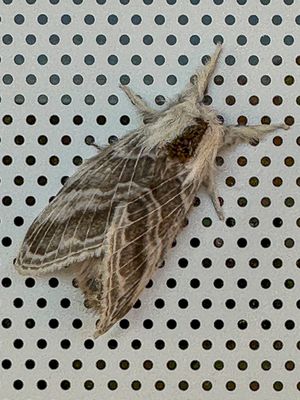10 30 The large tolype moth i1543