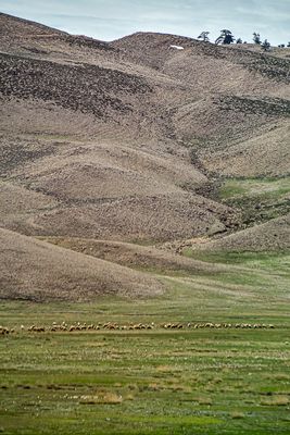 04 02 Landscape and grazing line Moroc-3967