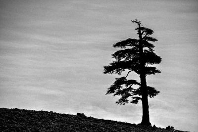 04 02 Lone cedar Moroc-3988-2