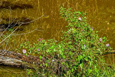 08 25 Flowers by the otter pond 4337