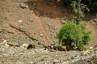 04 02 Goats feeding on a tree Moroc-4009