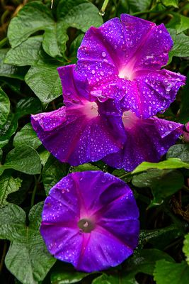 09 04 Morning glories at Breeks Memorial School India-2-2416