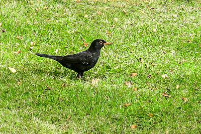 06 15 Comon/Eurasian Blackbird 5220