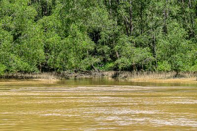08 26 River-side jungle 4539