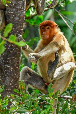 08 26 Proboscis monkey 4576-2