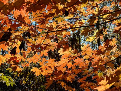 2024 11 23 Maple color i1912