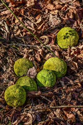 2024 11 26 Osage orange 9708