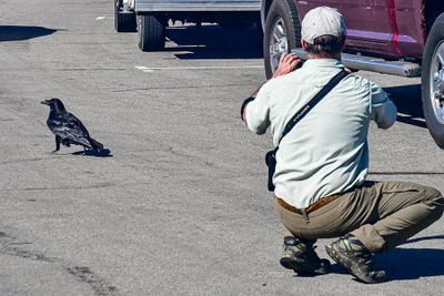 05 03 Raven giving Scott the brush off Utah19-2-1327