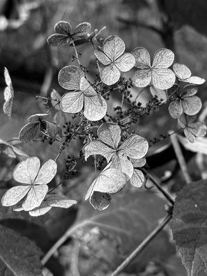 g13/31/528631/3/175195030.c5814404.JPEG