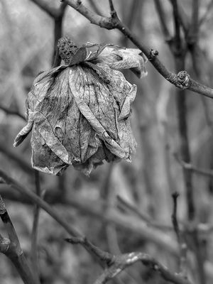 2024 12 27 Winters rose i2346-2