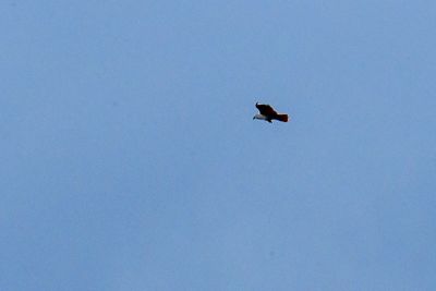 g13/31/528631/3/175217443.0fae22a7.JPEG
