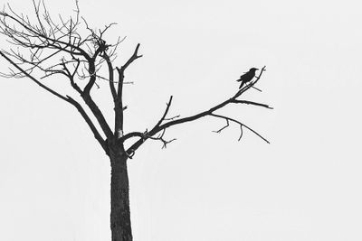 g13/31/528631/3/175271793.bc75c99a.JPEG
