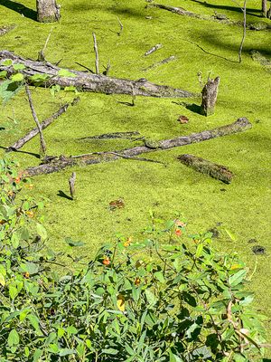 09 02 Jewel weed, duckweed and turtles i0144