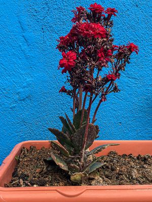 04 02 Decour Moroc-i0646