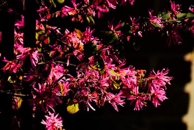 03 12 Loropetalum 0651