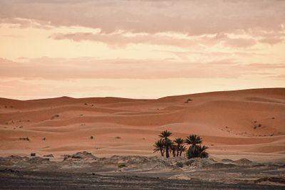 04 03 El Chebbi morning Moroc-4441
