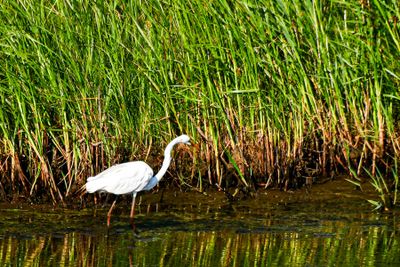 2024 06 17 Egret 0439