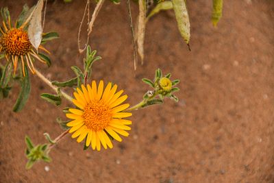 04 03 El Chebbi desert flowers Moroc-4453