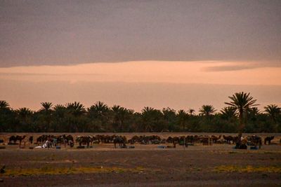 04 03 Camel lot in early morning Moroc-4470