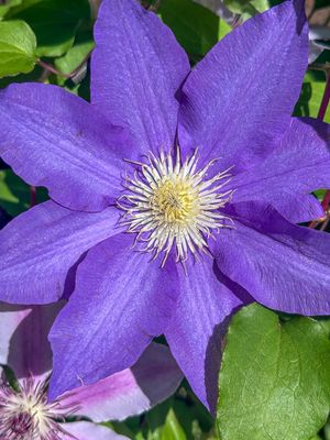 04 09 Clematis i3505