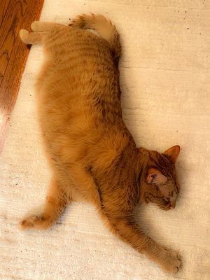 2025 01 17 Life is good for Orange Kitty i2603