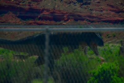 2019 05 03 Will the fence really stop it? 1582