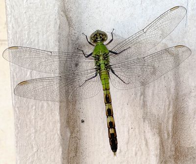 2025 04 16 Eastern pondhawk - female i3569