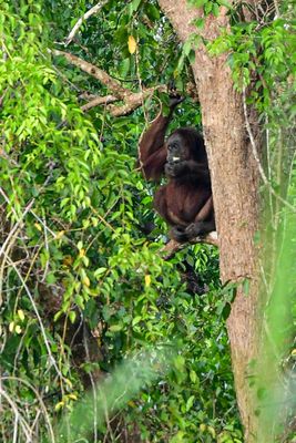 Abai - Abai Jungle Lodge