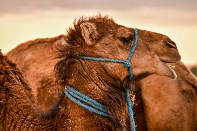 2019 04 03 Young camel Moroc- 4507