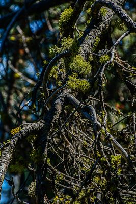 2024 07 19 Lichens7983