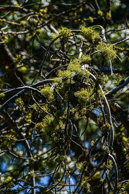 2024 07 19 Lichens 7984