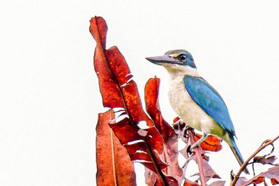 2023 08 26 Sacred kingfisher 5118