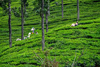 09 05 Picking tea leaves India-2-2967
