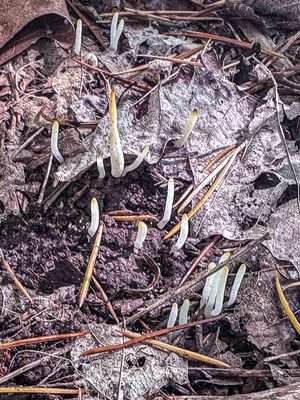 2025 05 20 Fairy fingers i4003