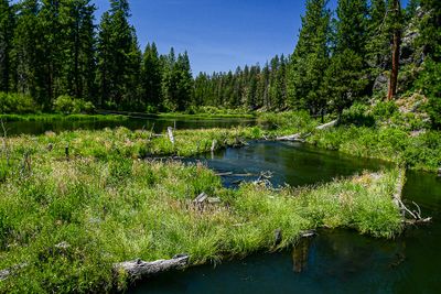 2024 07 19 Deschutes River above Benham Falls 7994