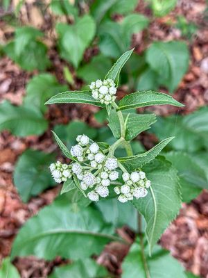 2025 05 18 American feverfew i3964
