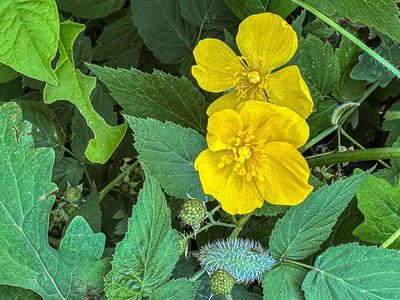 2025 05 25 Celandine or wood poppy i4100