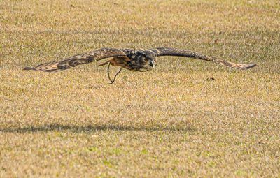 2025 03 13 nnn owl 0780