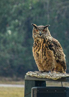 2025 03 13 Eurasian eagle-owl 0782