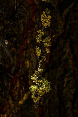 2024 07 19 Lichens 8005
