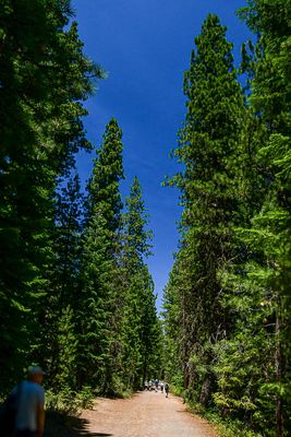 2024 07 19 Dwarfed 8008