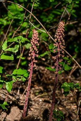 2024 07 19 Sugarstick or Candystick 8013