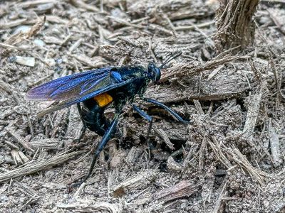 2025 06 23 Clubbed mydas fly ovipositing in tree stump grindings i4542